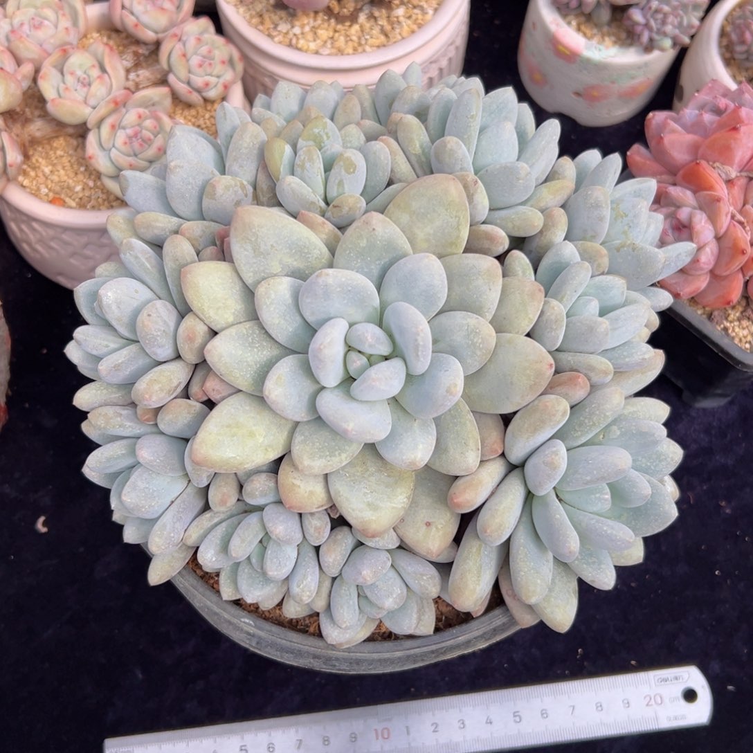 新年快乐 新年快乐