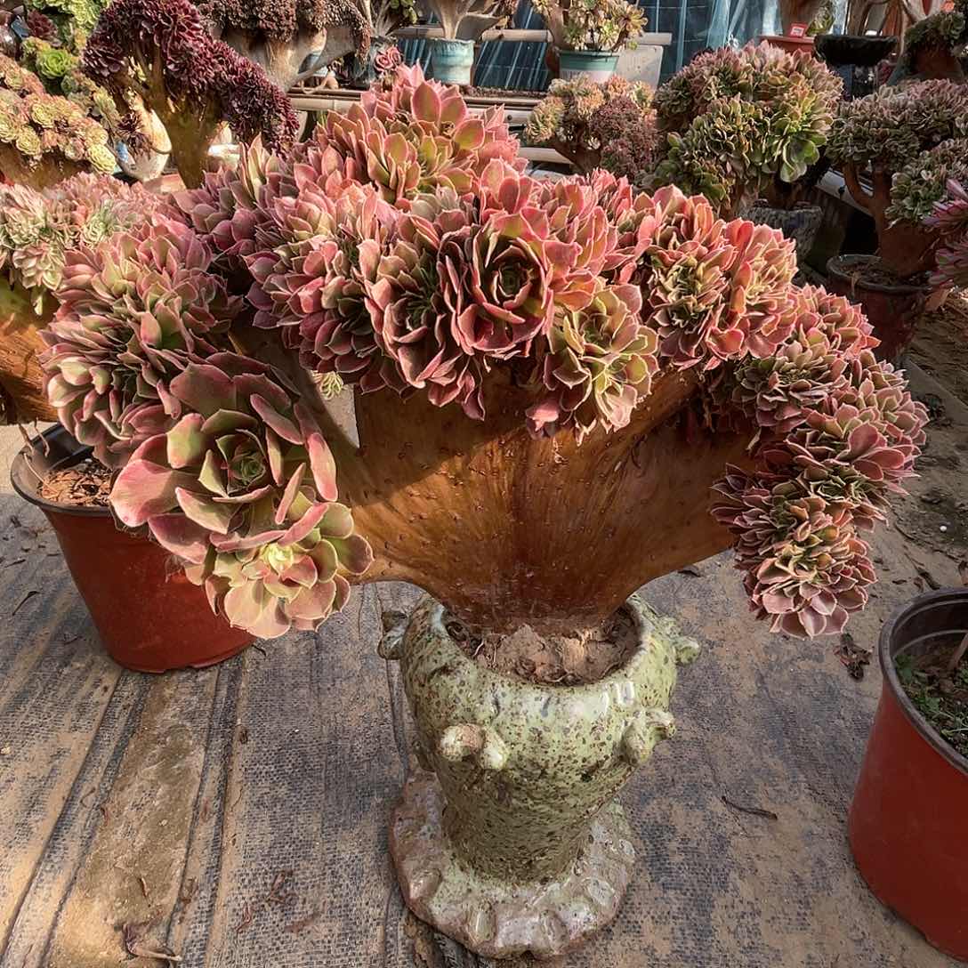 【闪购商品】无花朵香妃 