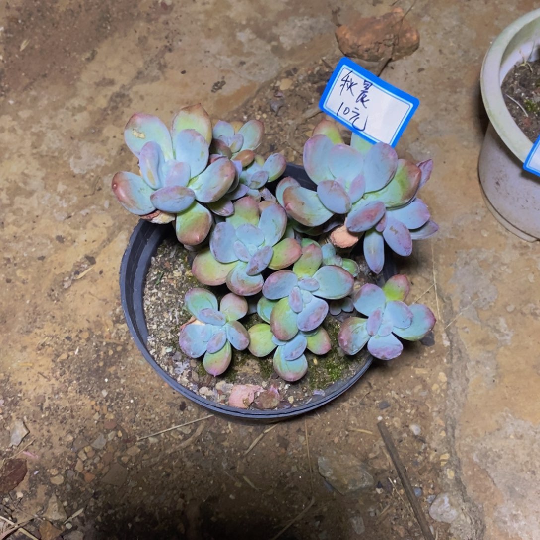 秋***晨一物一拍一物一拍