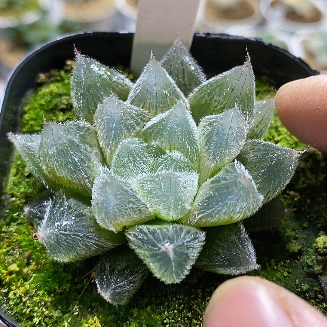 219白泽毛玉露十二