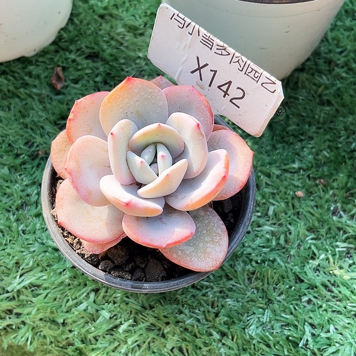 我是第一百个为妖刀应援滴