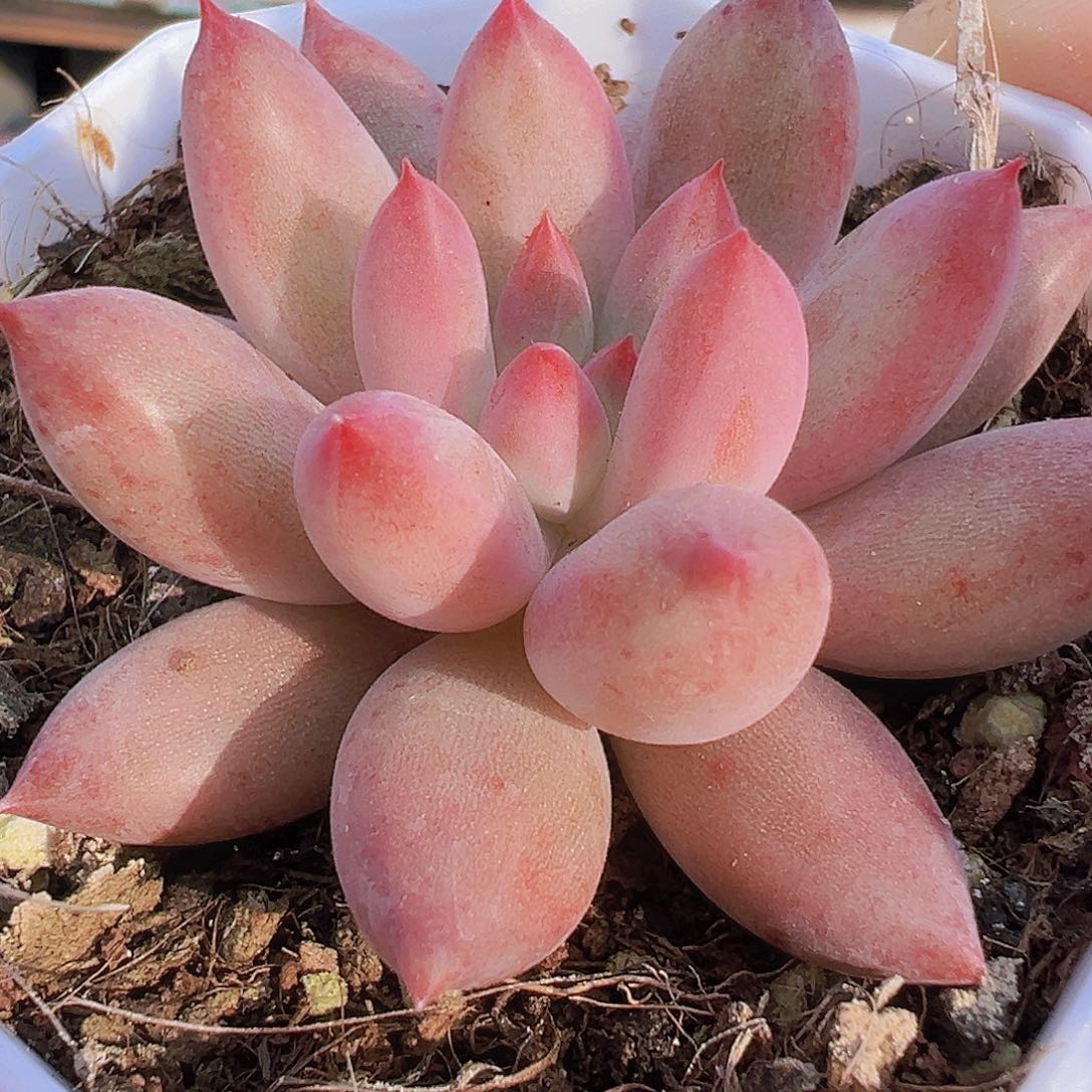 虞美人19包邮多肉