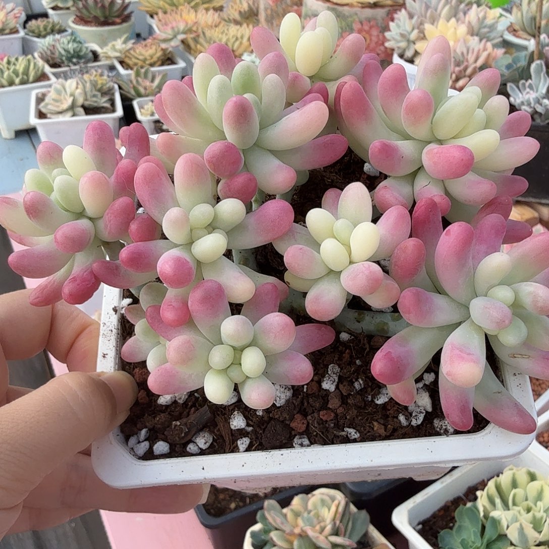 果冻乙女心彩锦，多肉植物