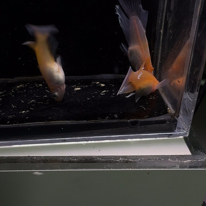 青鳉鱼一物一拍618