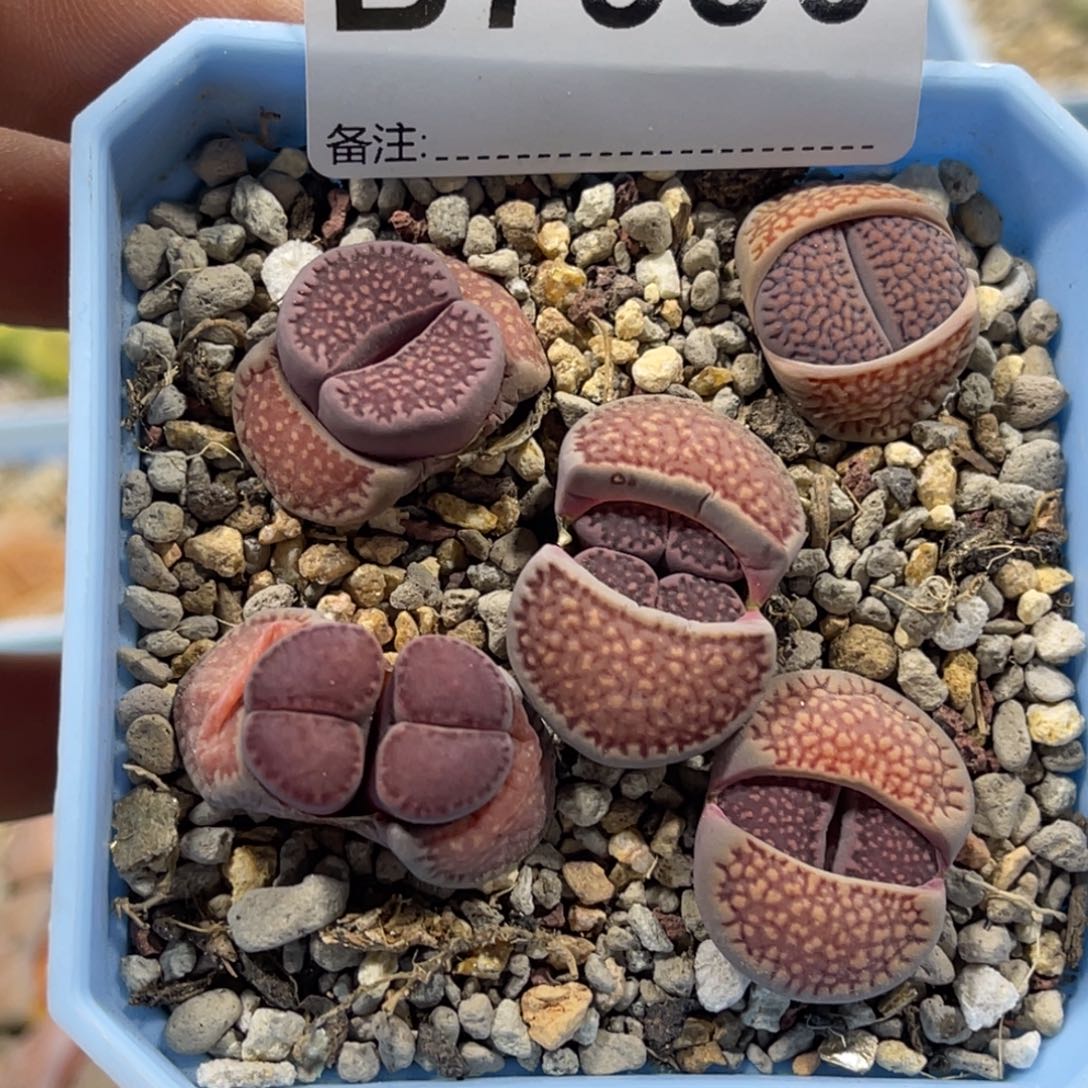 7530紫巴里5颗尺寸1.8