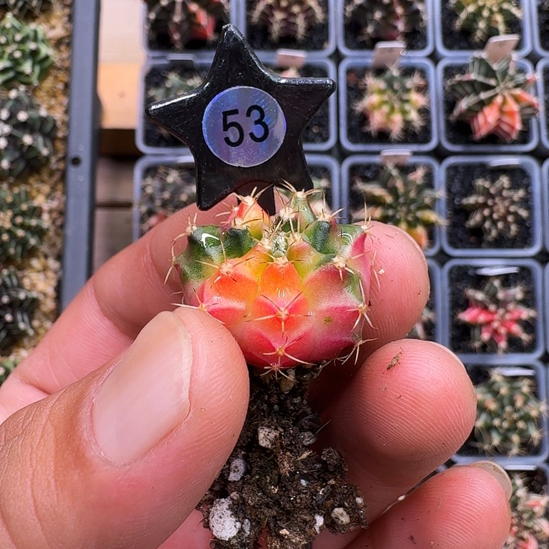 老***鹰米哈诺维奇仙人球53