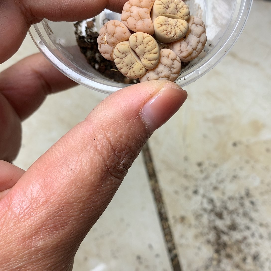 歆**愿W562多肉植物保护研究所