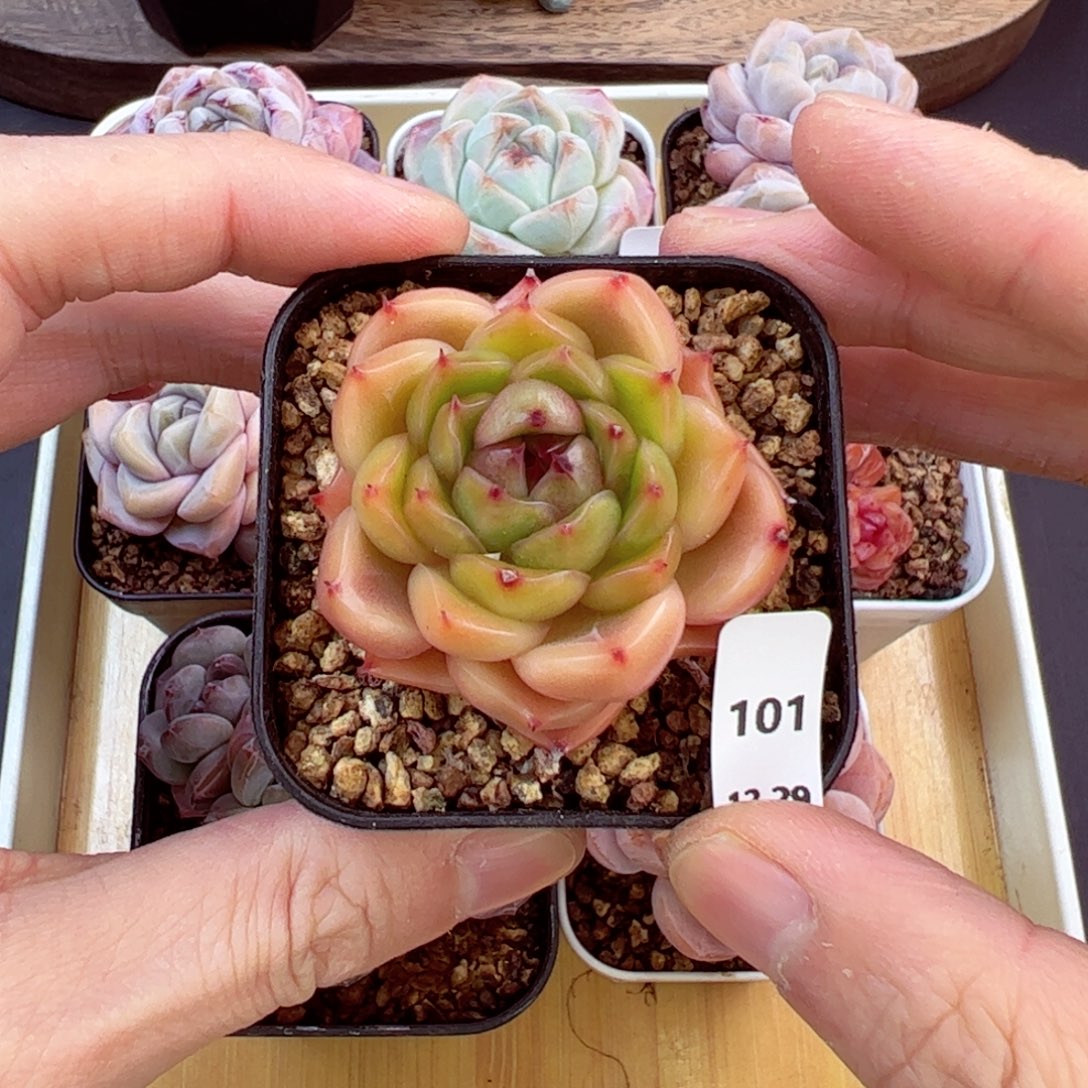 好好看101、哈哈哈哈