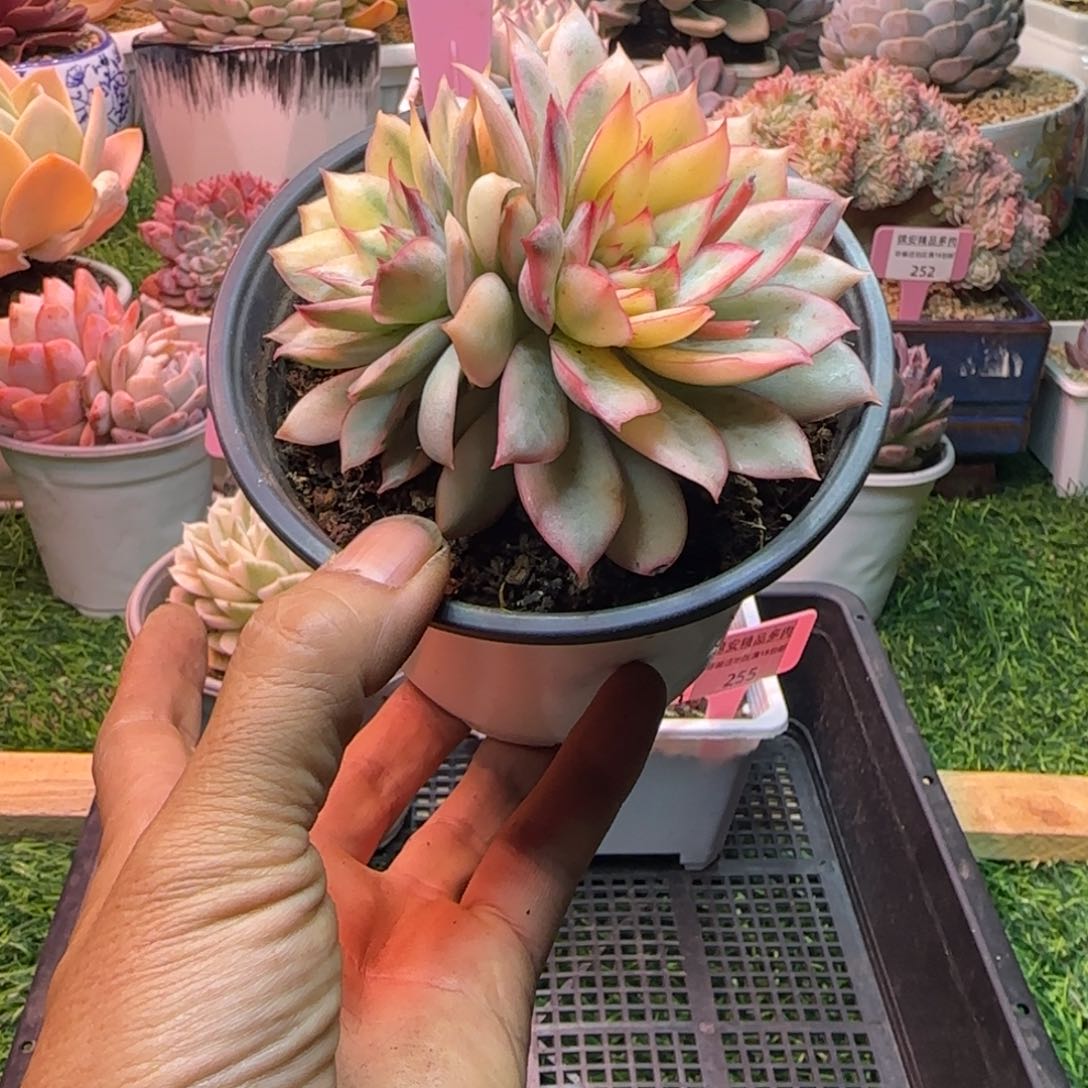 锦安精品多肉植物257