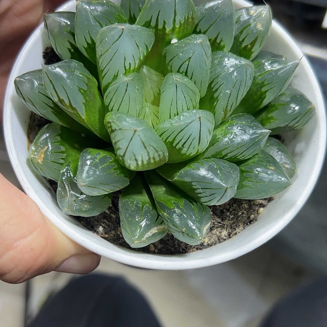 水晶母本十二卷多肉植物