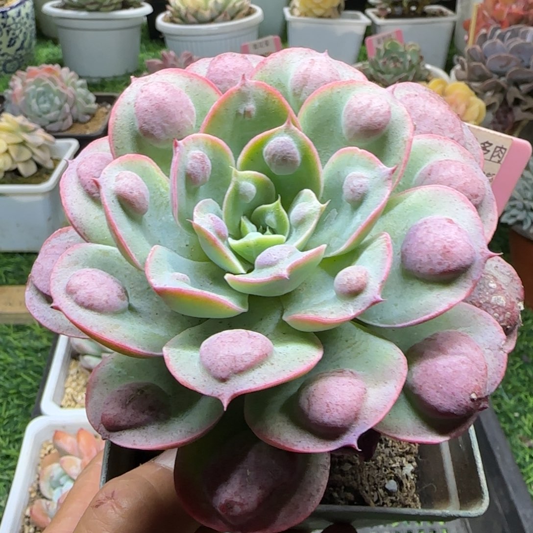 锦安精品多肉植物208