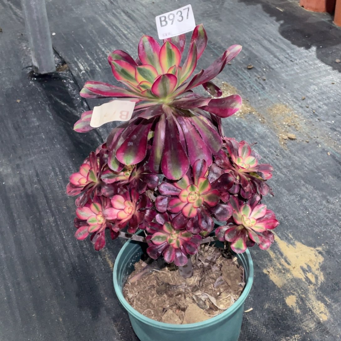 蛋***婆香奈儿法师。    937