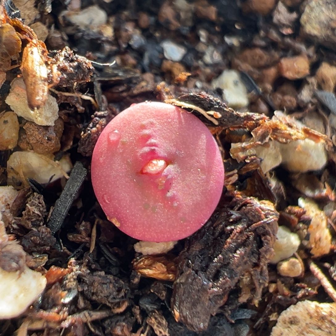 95多肉植物百科金币