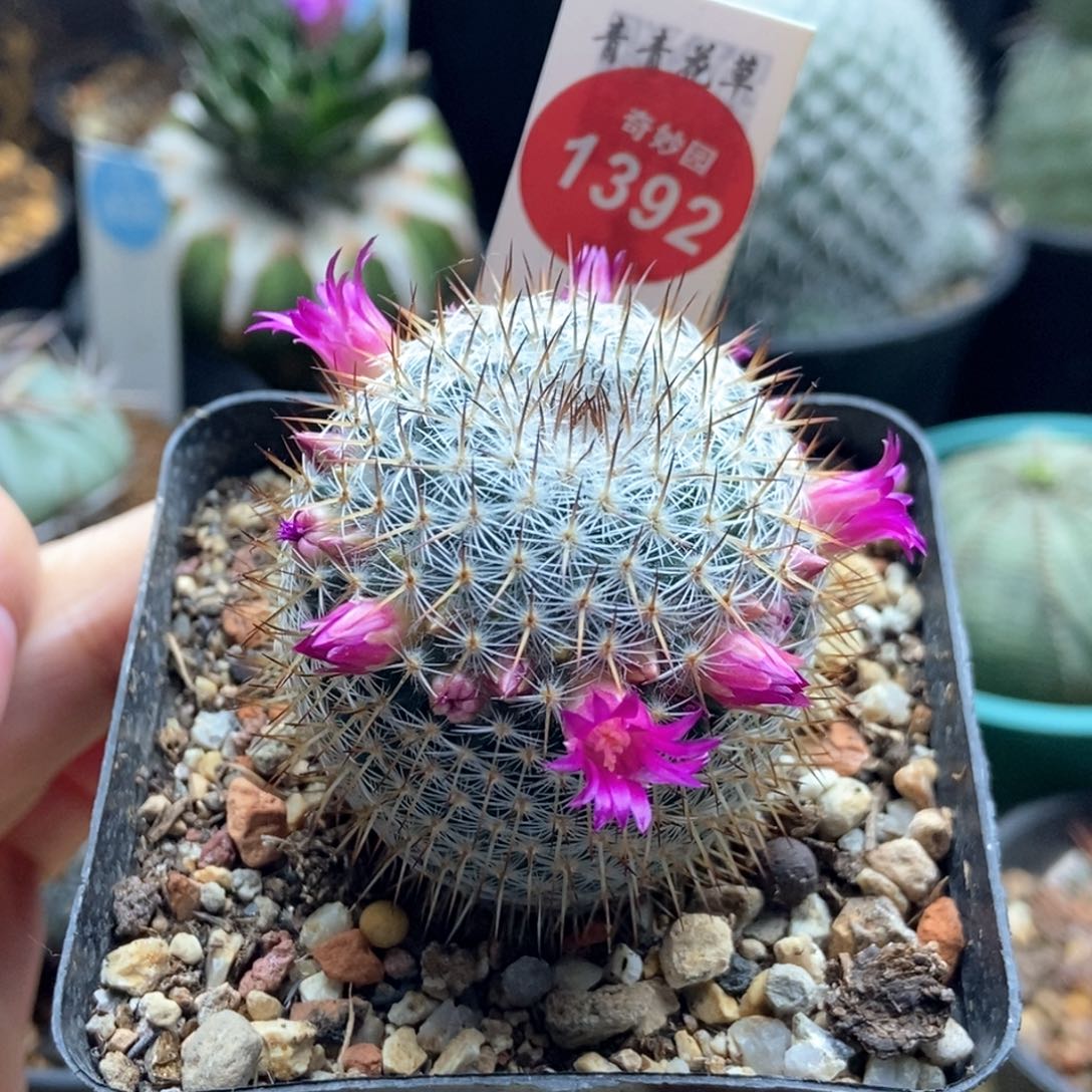 实生长刺球4.3cm