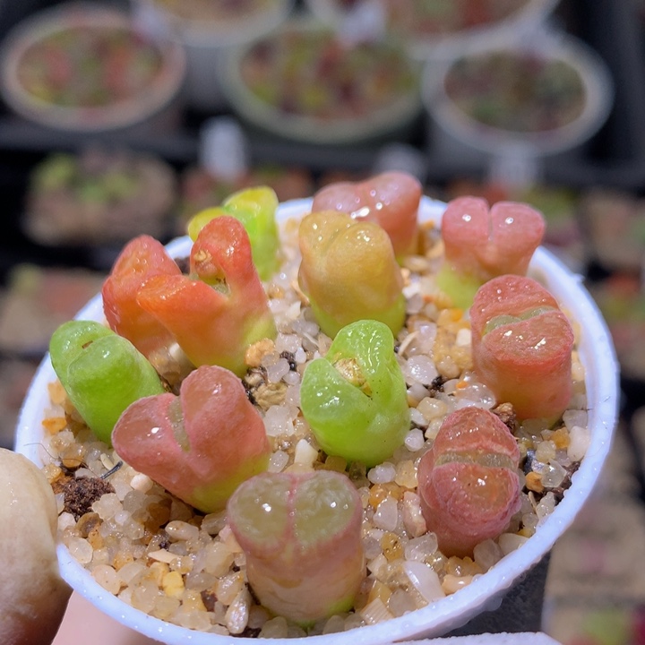 zzz精品生石花1431