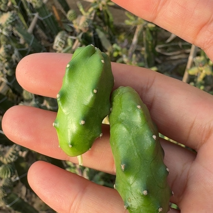 222粉重瓣水仙一个无根侧牙软，20包邮