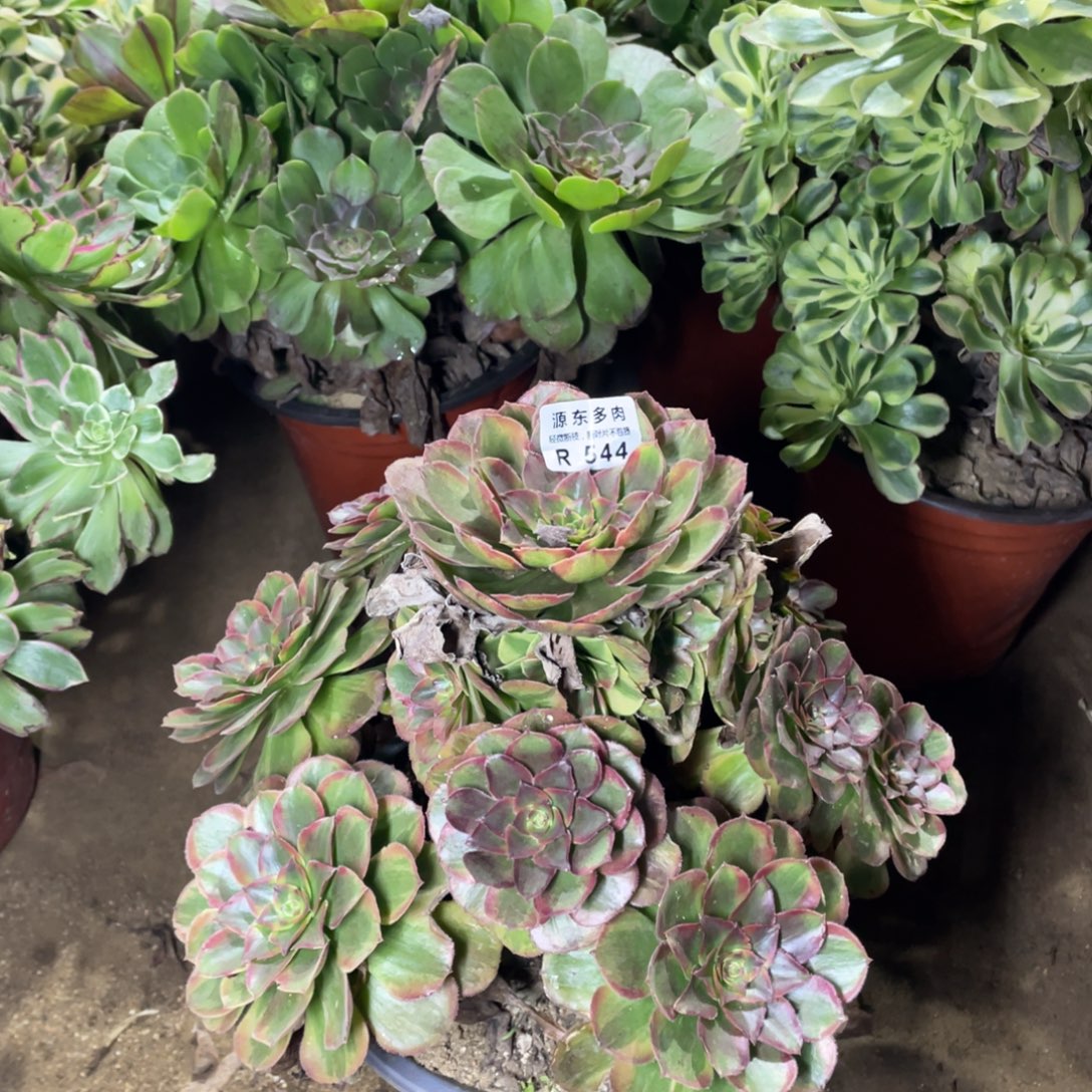 544火狐多肉法师断枝不包