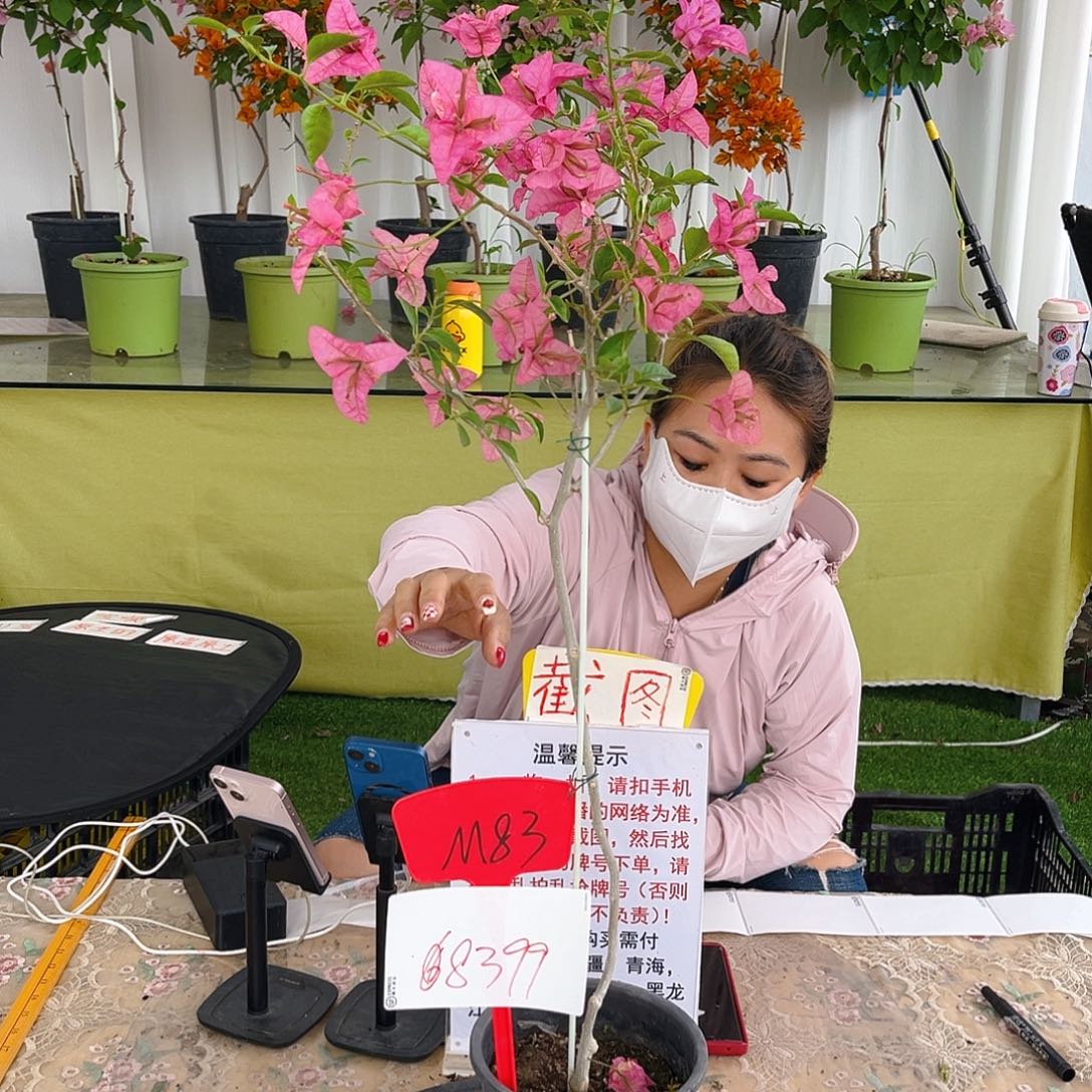大部分花苞少量开放M83