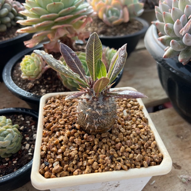 象牙宫 多肉 夏鸣园艺