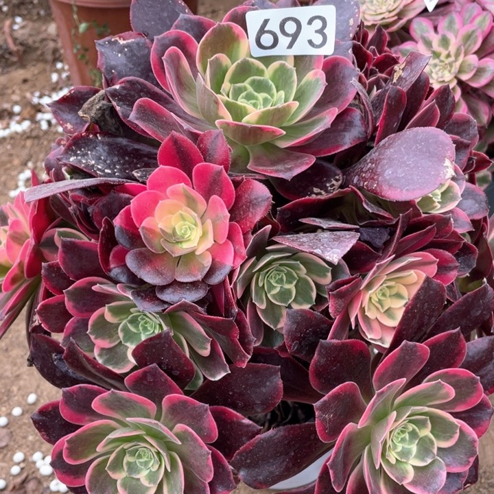 693多肉植物金丝雀