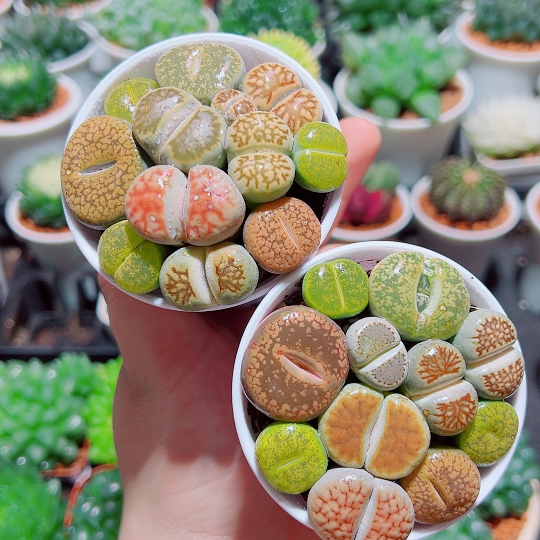 大颗生石花带白盆种好