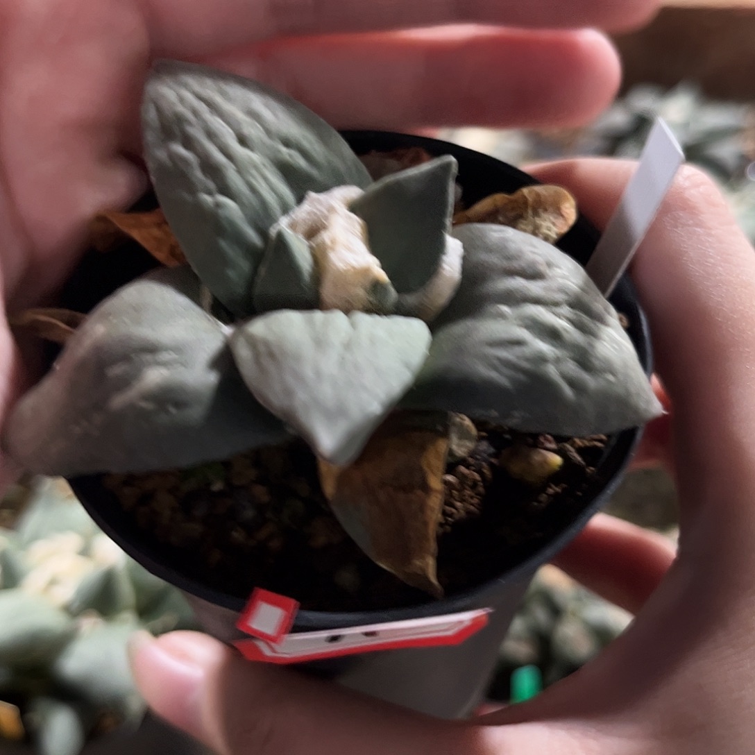 芬***蛮11号实生牛舌捡漏捡漏捡漏