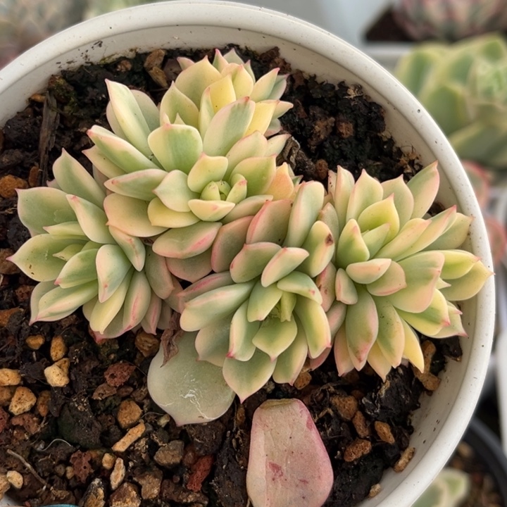 戴伦锦群生一颗价格