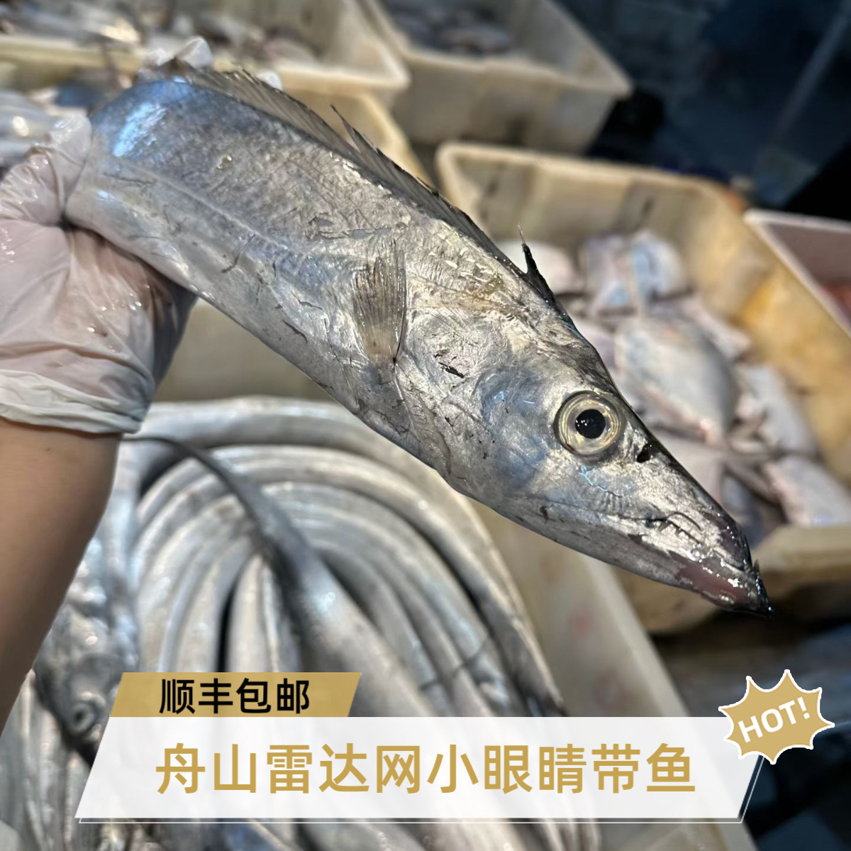 【净8.5斤】舟山带鱼东海小眼带鱼（中刀）雷达网捕捞小黑眼油刀鱼（28条左右）顺丰包邮（个别有破肚掉鳞）