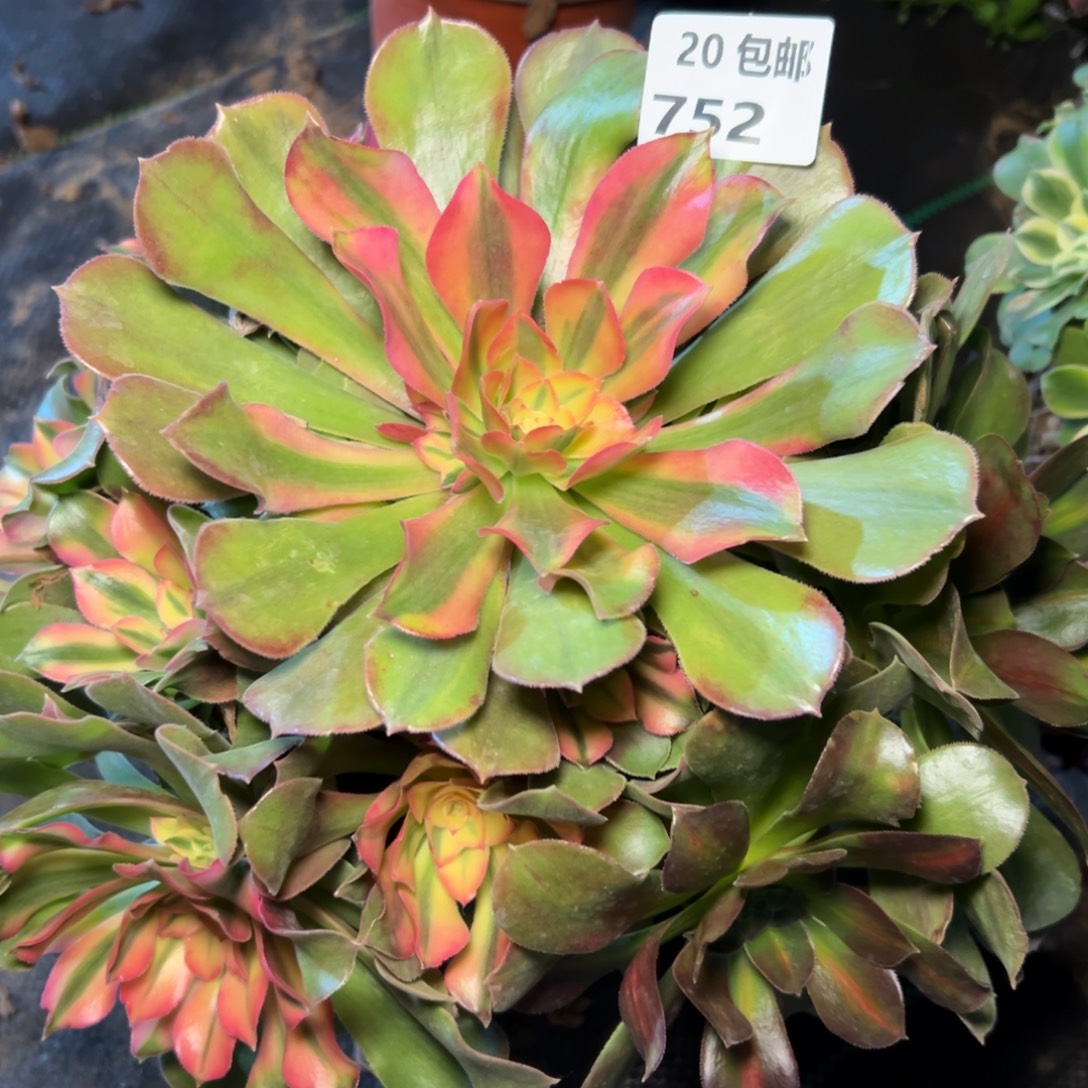 752红秀，多肉法师