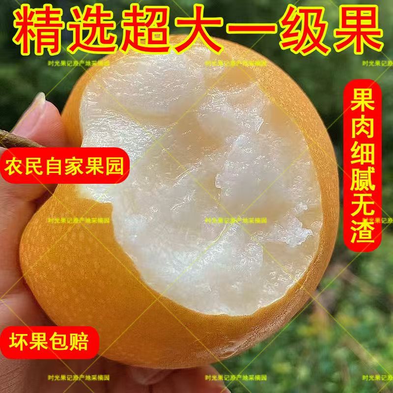 正宗秋月梨产地直发酥脆鲜嫩汁多无渣核小坏果包赔