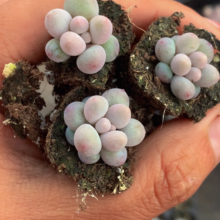 彩虹奶5颗  蛋黄奶5颗 