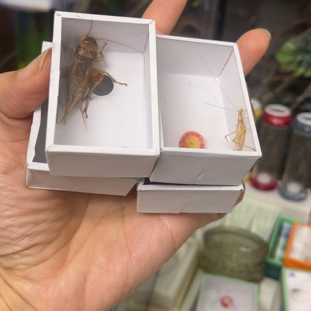 高***苔3竹蛉1花脖子拍拍拍