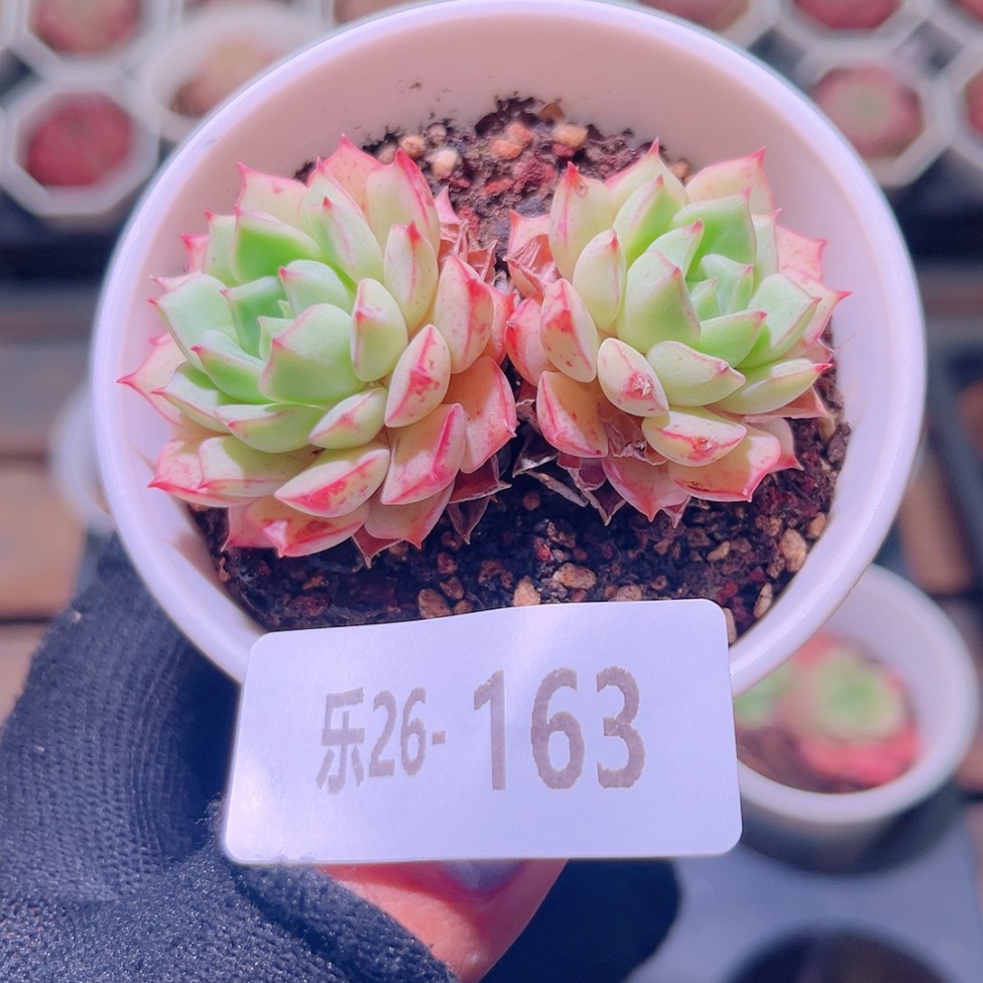 乐然26-163 翡翠船 