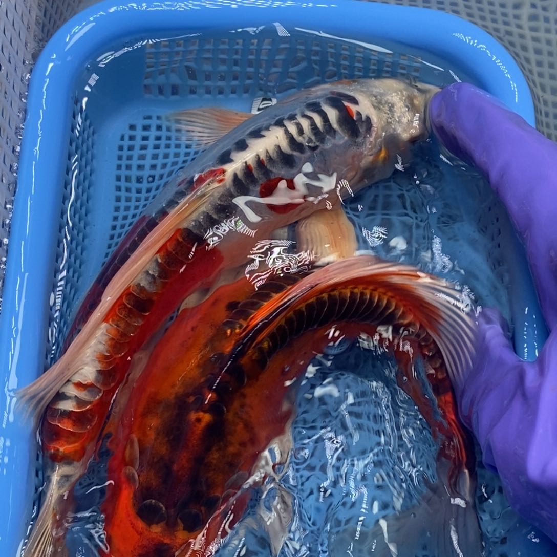 锦鲤冷水锦鲤包邮