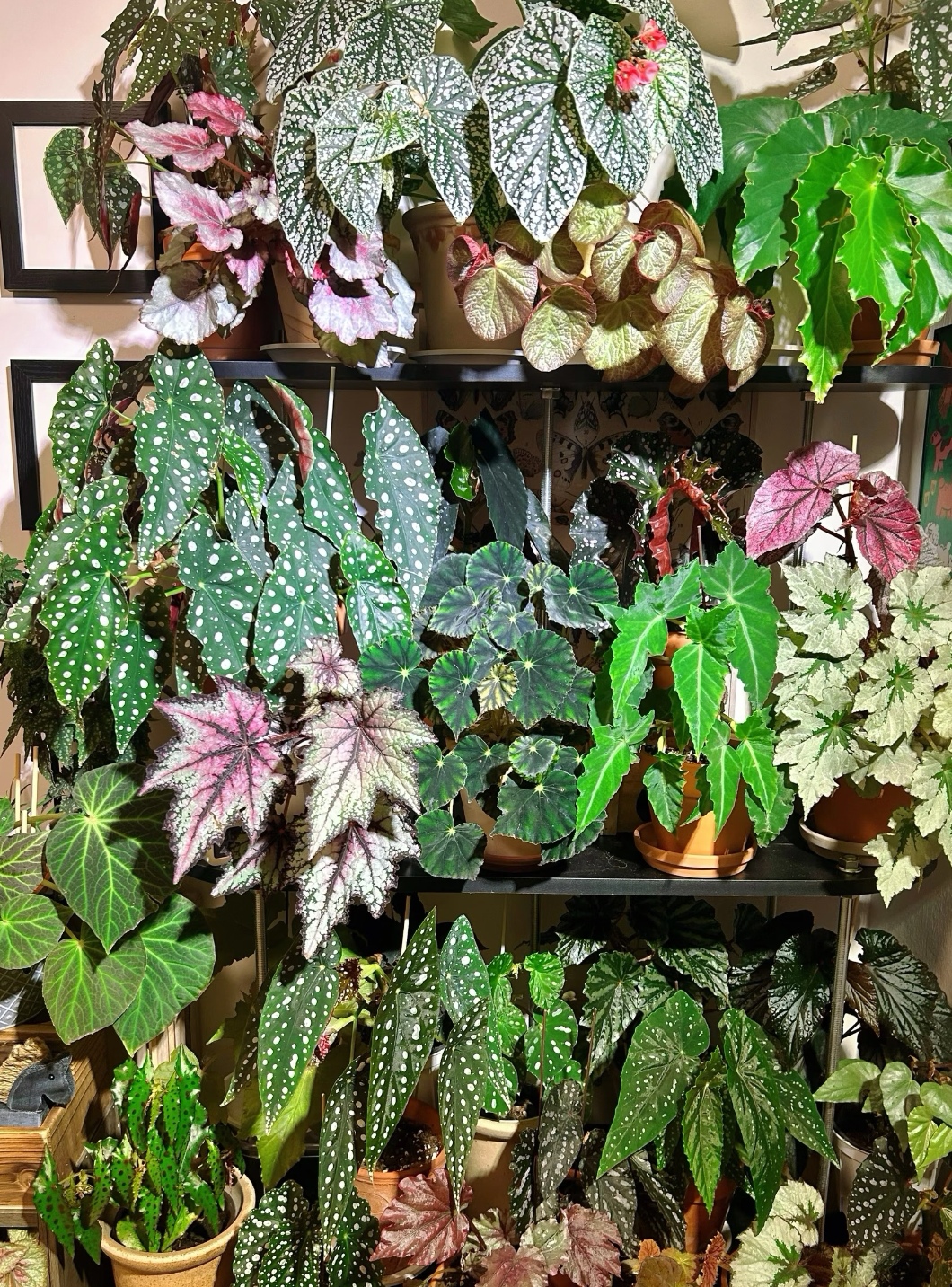 《初见家》直播间一物一拍进口秋海棠观叶竹节蟆叶闷养DS系列秋海棠