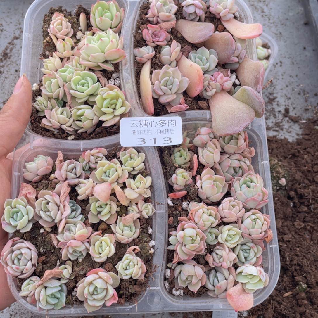 云糖心多肉植物313