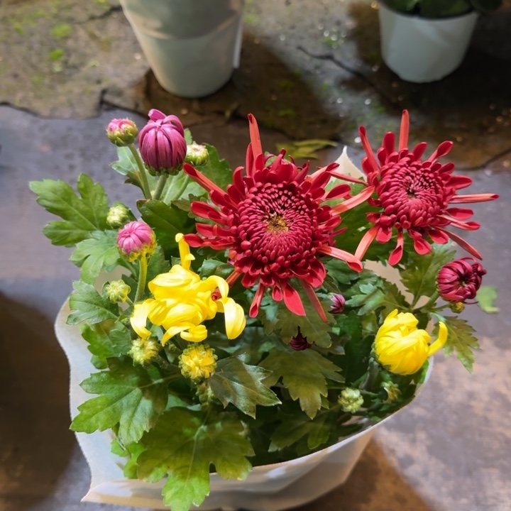 140规格龙爪菊红黄紫