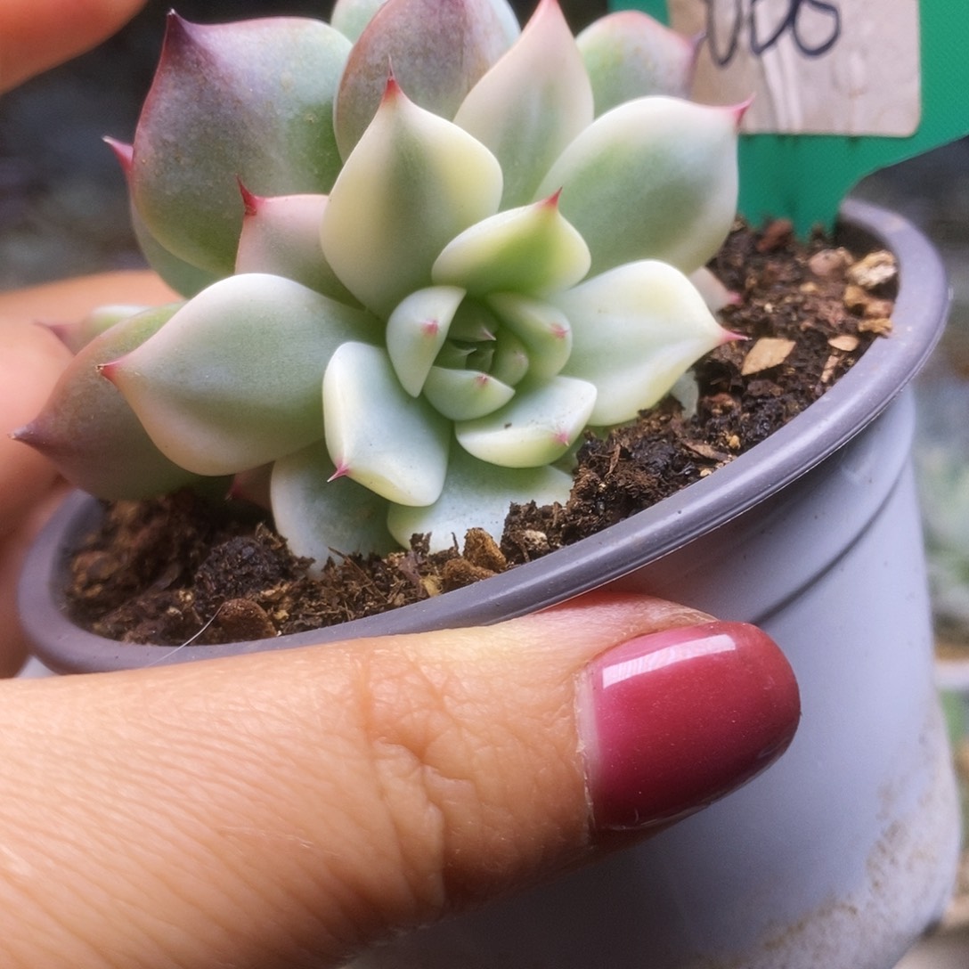 068锦锦锦锦锦锦锦锦