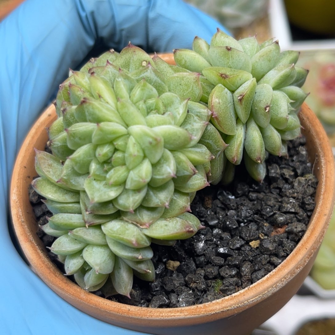 珍妮麦秆群 平安夜福利