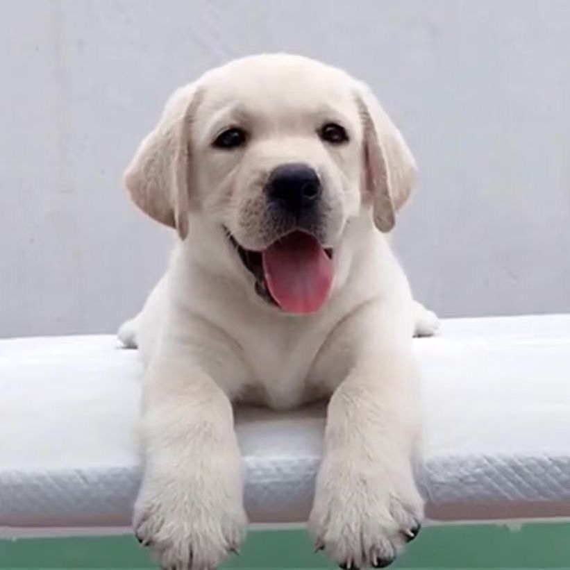 拉布拉多幼犬家庭活物活体便宜好养宠物狗听话工作犬温顺巡回犬