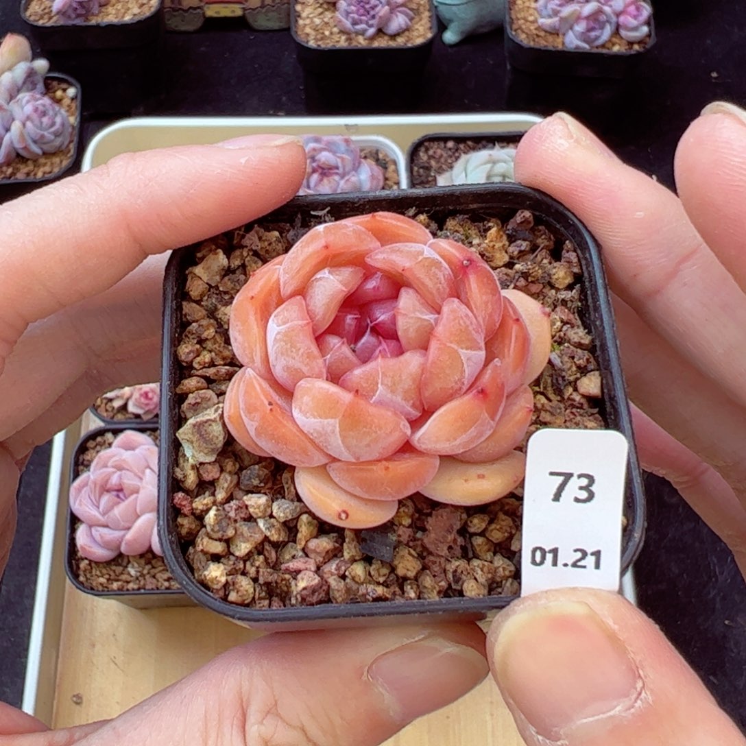 红恋73、哈哈哈哈