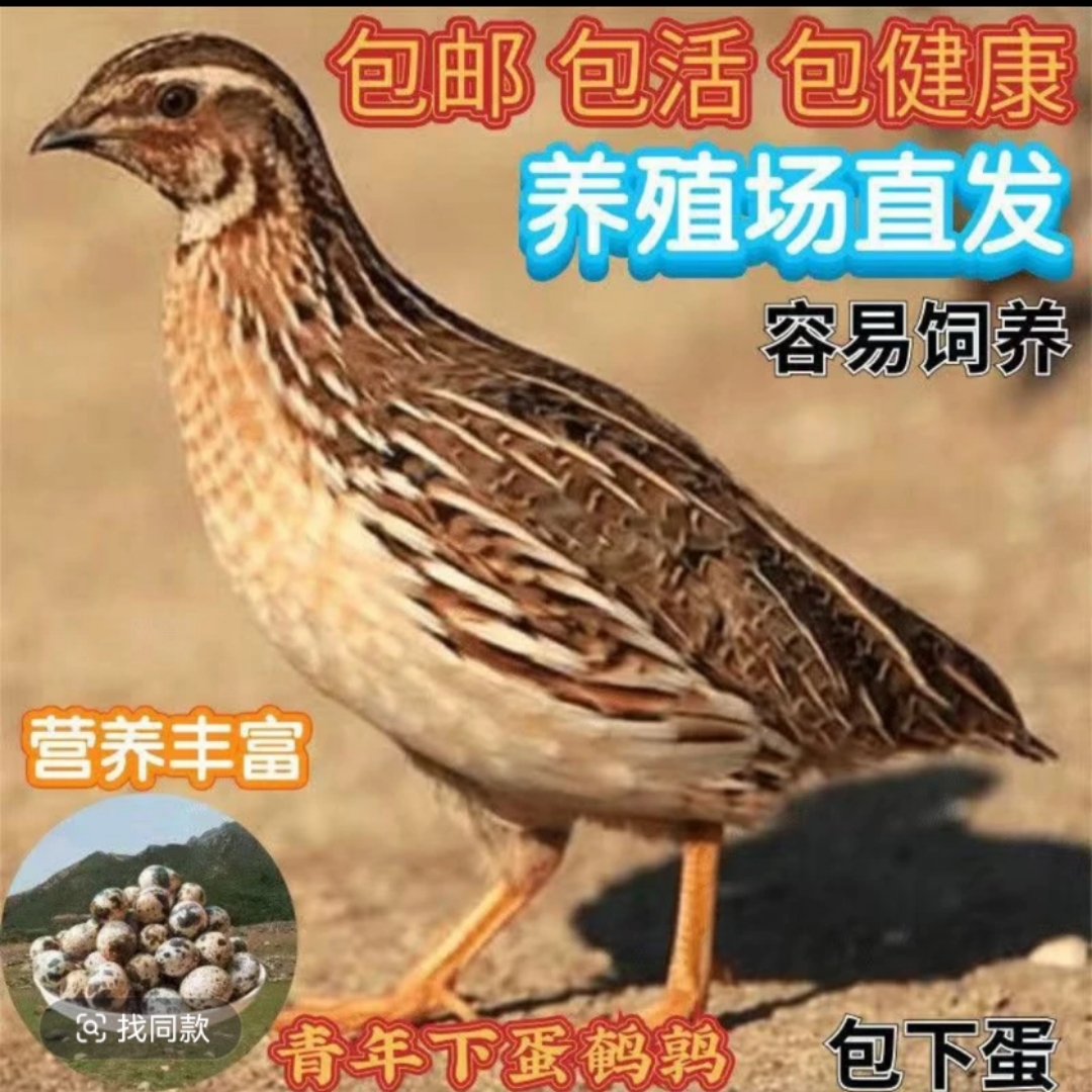 鹌鹑 活体天天可下蛋阳台饲养小鸡 青年黄羽鹌鹑活苗
