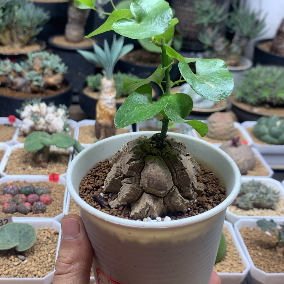 蜗***子南非龟甲龙带盆发货