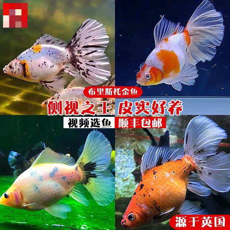 淡水冷水观赏鱼布里斯托金鱼好养耐活招财