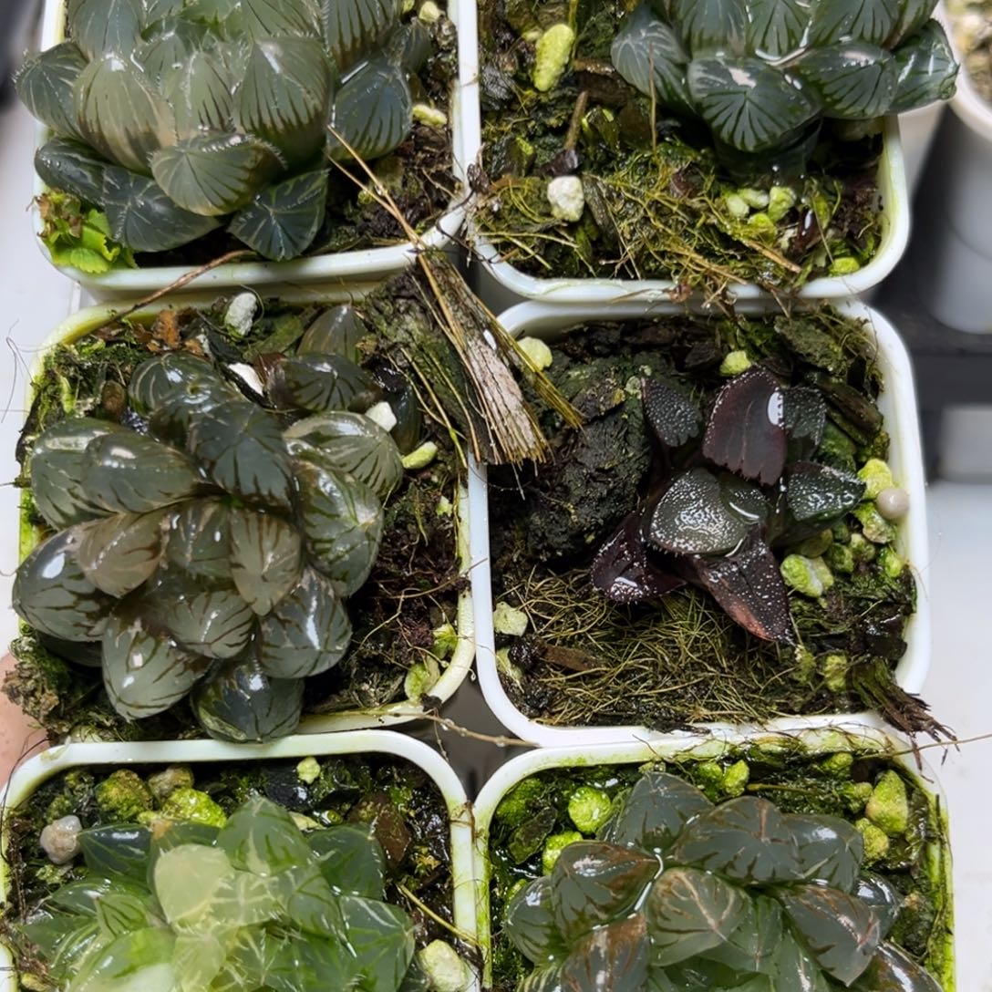 十二卷多肉植物1809六颗