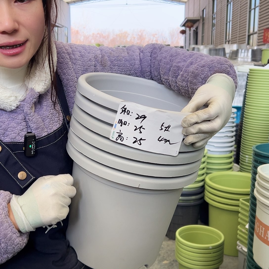 四季盆5#灰白6个无托