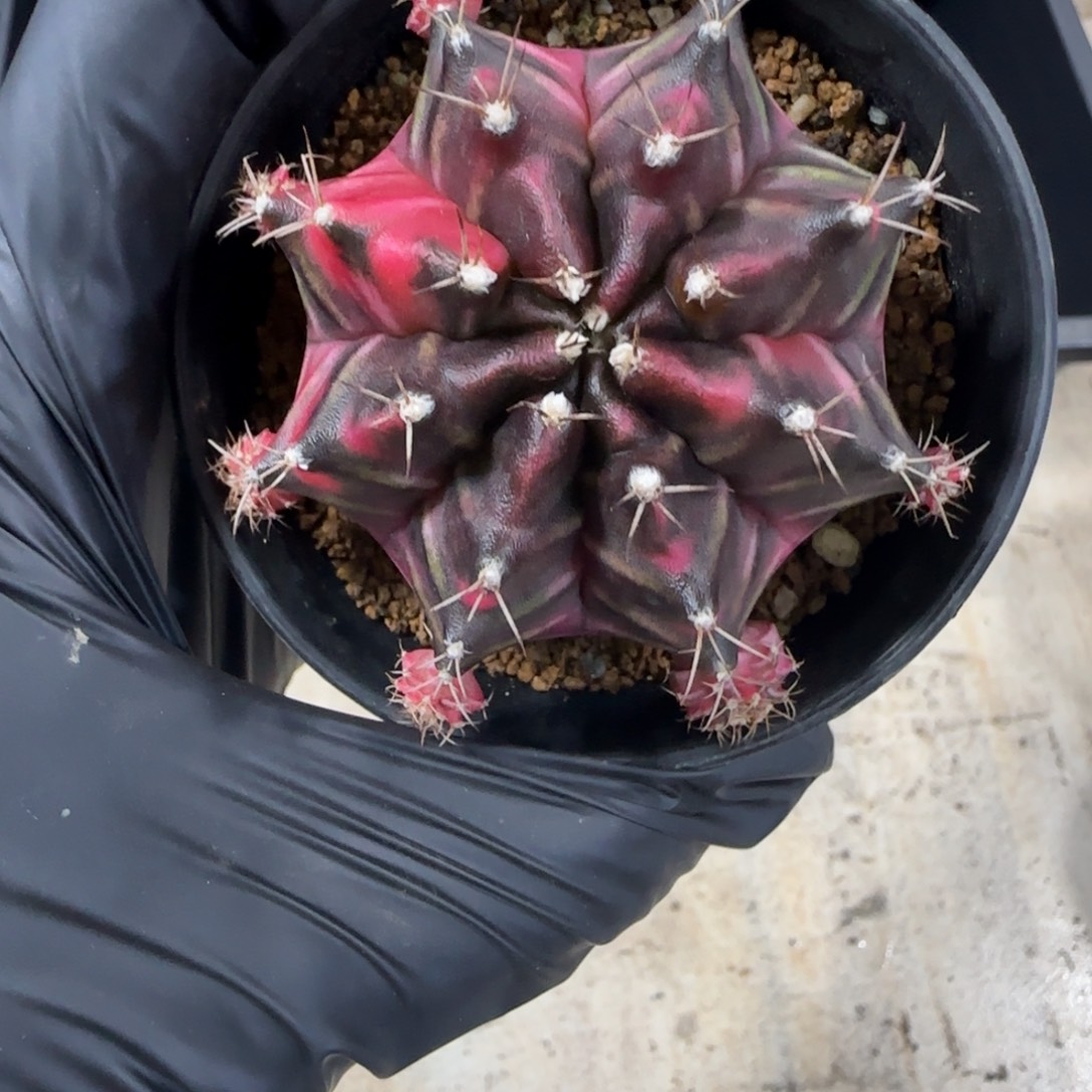 泰系实生米哈锦带盆土发货