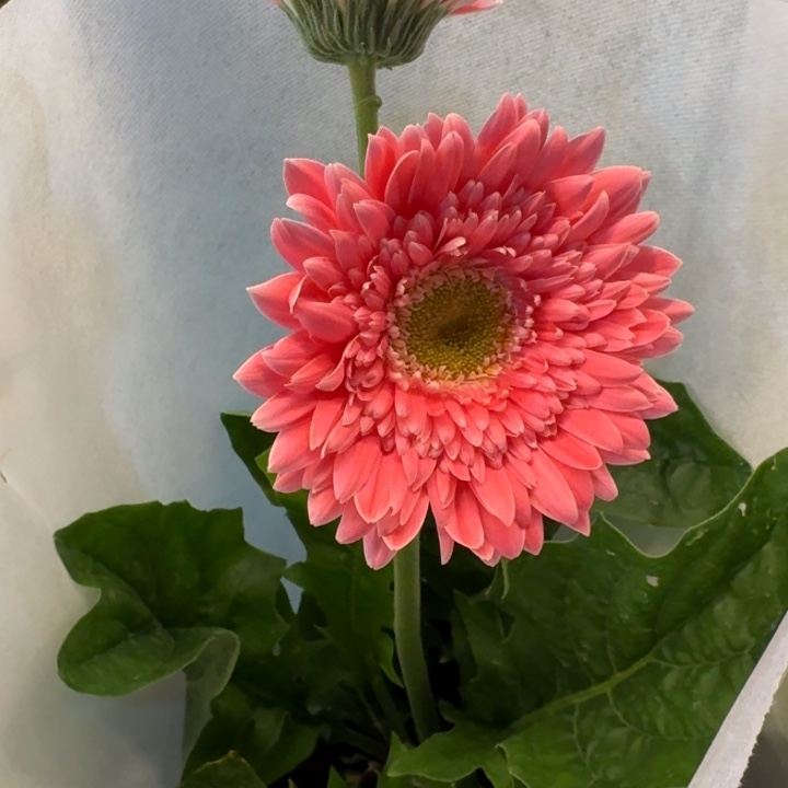 一加仑软盆非洲菊/蜜糖