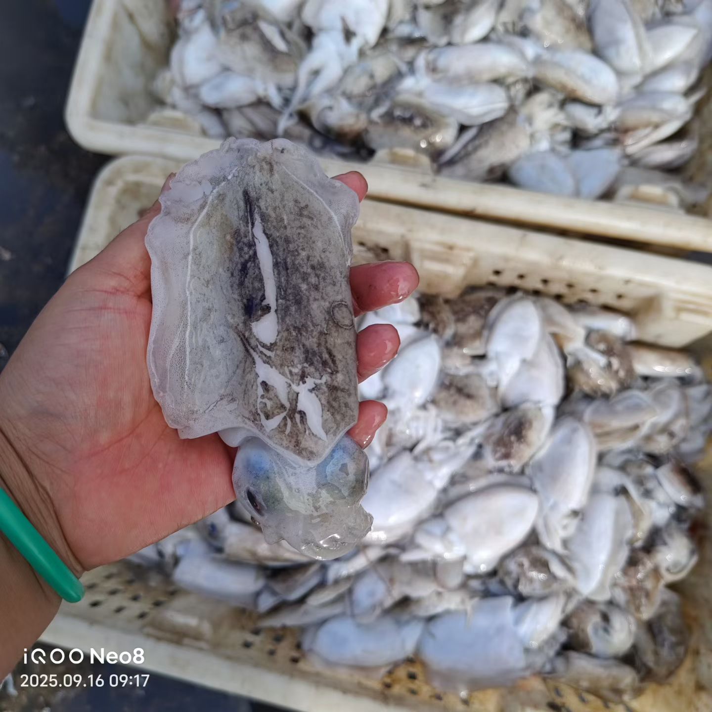 本港墨鱼仔新鲜美味顺丰包邮
