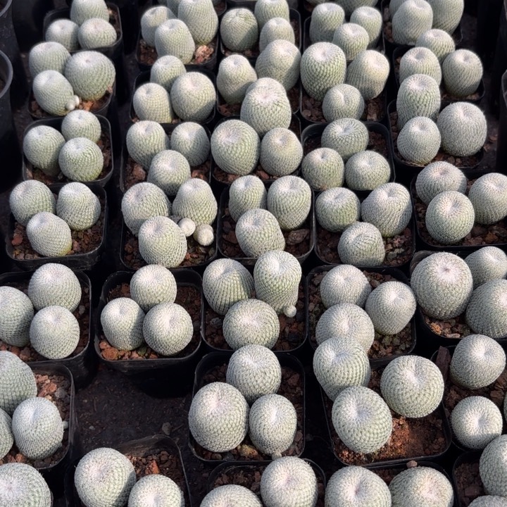 完全开放一盆三个月世的好养皮实